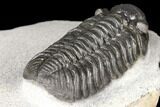 Adrisiops Weugi Trilobite - Recently Described Phacopid #127015-5